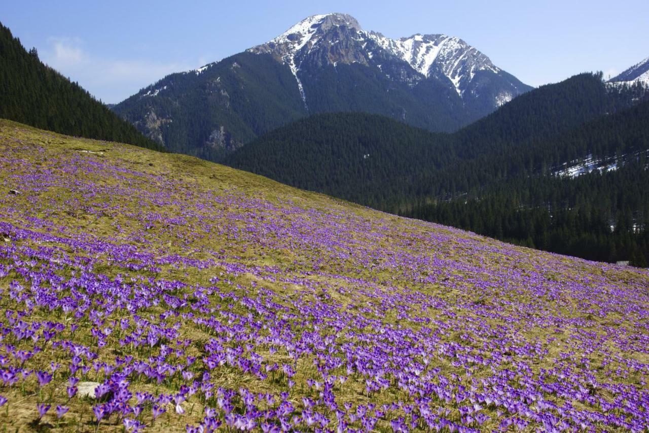 Toporowe W Chocholowskiej Witow (Tatra)